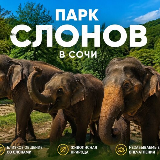 Парк слонов Сочи из Адлера